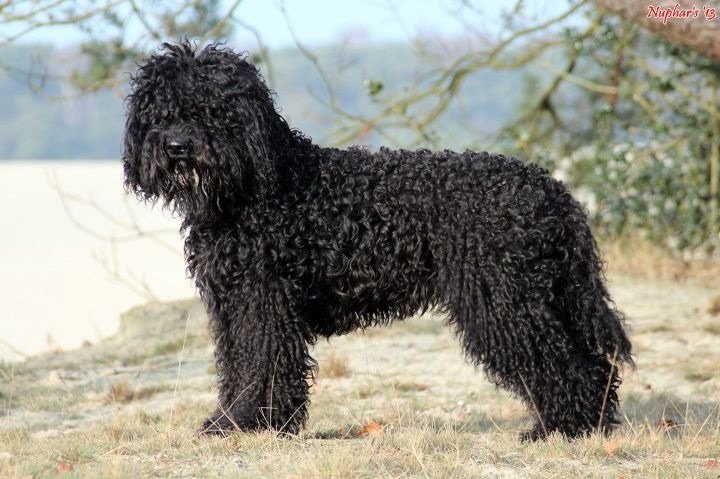 Barbet French Water Dog